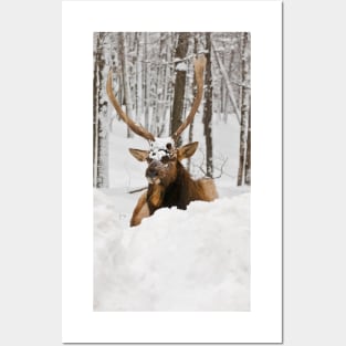 Red Deer In Snow Posters and Art